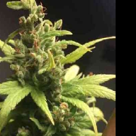 CBD Jack Herer > Linda Seeds